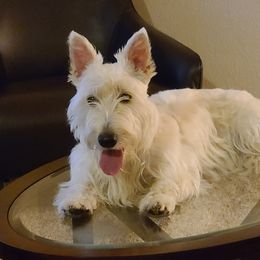 Luna - Scottish Terrier