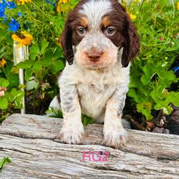 RG2 - Tri-Roan female English Springer Spaniel puppy in Britton, South Dakota from K&S Canines