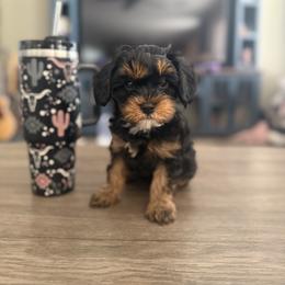 Cavapoo Puppies from AZ Cavapoos