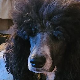 Double Doodles, Goldendoodles, and Labradoodles from The Doodle Ranch-California