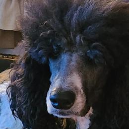 Double Doodles, Goldendoodles, and Labradoodles from The Doodle Ranch-California