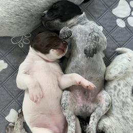 German Shorthaired Pointer Puppies from Thunder Mountain Gun Dogs
