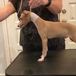 Italian Greyhound Puppies from The Breeder's Assistant