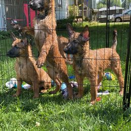 Belgian Malinois Puppies from Pyrex Kennels