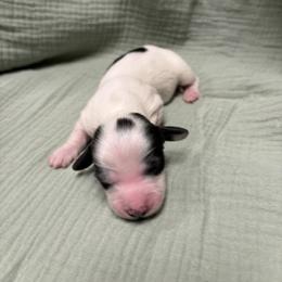 Summer - Piebald female Dachshund puppy in Athens, Alabama from 4 Moore Ranch