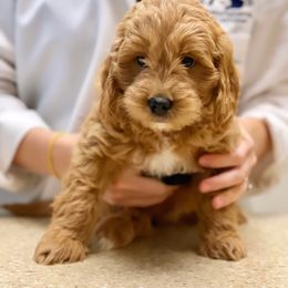 Bernedoodle and Goldendoodle Puppies from Lings Legacy Doodles