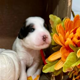 Sage - Black and white female Bernedoodle puppy in Gilbert, Arizona from The Berne Barn... it’s a Doodle thing!