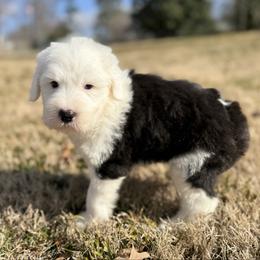 Totto - Black and white male Old English Sheepdog puppy in Chattanooga, Tennessee from River City Doodles TN