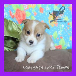 Purple Female - Red female Pembroke Welsh Corgi puppy in Wayne City, Illinois from Lash Livestock & Corgis