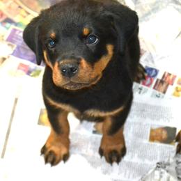 Black collar male - Black and mahogany male Rottweiler puppy in Dawson Springs, Kentucky from Lakeview Rottweilers