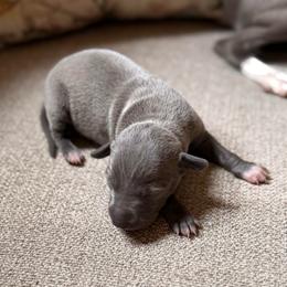 Farfalla - Blue male Italian Greyhound puppy in Plains, Georgia from Amayz Italian Greyhounds