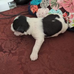 Chip - Parti male Schnoodle puppy in Huron, Tennessee from Wilma's Paw-Paw Patch