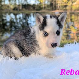 Reba - Black and white female Siberian Husky puppy in Hebron, Kentucky from Glacier Run Huskies