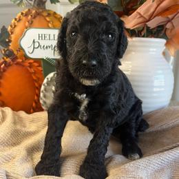 Venus-Girl 5 - Black female Poodle puppy in Calimesa, California from Teakwood Poodles of SoCal