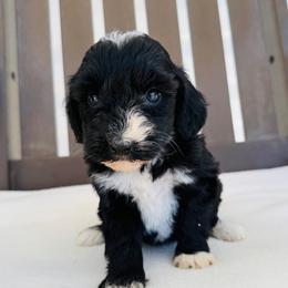 Bessie - Black female Goldendoodle puppy in Auburn, Indiana from Martin’s Doodles