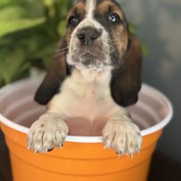 Benny - Black brown and white male Basset Hound puppy in Maryland from Grind Stone Breeding Kennels
