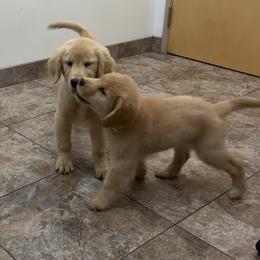 Golden Retriever Puppies from Star Raised Goldens