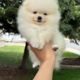 Tiny  Pixel - Cream male Pomeranian puppy in Denver, Colorado from Diana's Pomeranians