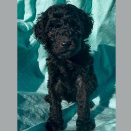 Pepper - Black male Goldendoodle puppy in Sterling, Connecticut from Justine’s Retrievers and Doodles, LLC