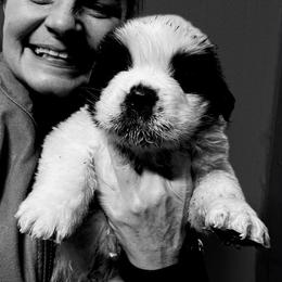Black Collar - Mahogany and white male Saint Bernard puppy in New Philadelphia, Ohio from Fletchers Saints