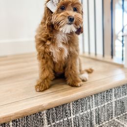 Maple - Cavapoo