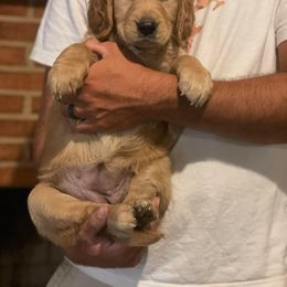 Golden Retriever Puppies from Star City Goldens
