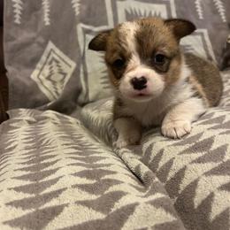 Splash - Red female Pembroke Welsh Corgi puppy in Maupin, Oregon from Bailey Nannini