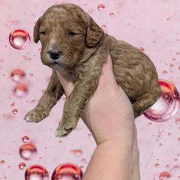Valentine - Red female Cavapoo puppy in Coshocton, Ohio from Forever Family Puppies