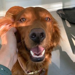 Clio - Golden Retriever