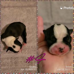 Boston Terrier Puppies from Smith's Boston Terriers