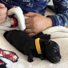 Girl 2 - Black female Scottish Terrier puppy in Victorville, California from Santas Scotties