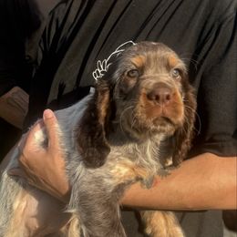 Almond Joy - Tri-Roan female English Springer Spaniel puppy in Henry, Virginia from Two Hills Springers