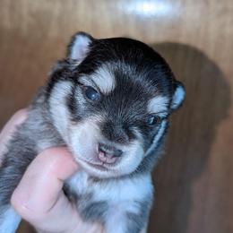 Johnny - Black and white male Pomsky puppy in Spring Hill, Florida from www.PuppyTimeEmporium.com