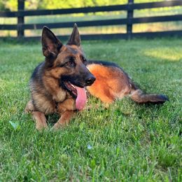 German Shepherd Puppies from Golden Ridge