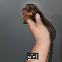 Girl 3 - Chocolate and tan female Dachshund puppy in Lansing, Michigan from Black Thunder 517 Dachshunds and frenchies