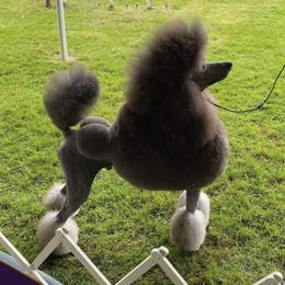 Poodles from Kbri