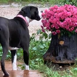 Zyla  - Boxer