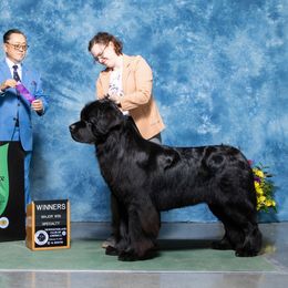 Newfoundland All Grown Up from Cape Fear Newfoundlands