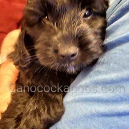 Cockapoo Puppies from Cano Cockapoos