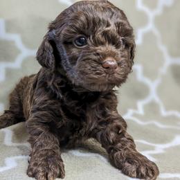Yorkipoo and Yorkshire Terrier Puppies from Pup Moi Furrever Pets