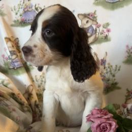 Hazel - Liver white and tan female English Springer Spaniel puppy in Palmdale, California from Legacy