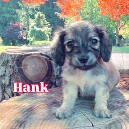 Dachshund Puppies from Northwest Dachshunds