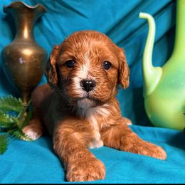 Valentino - Red male Cavapoo puppy in Conway, Missouri from Jordan  Harrison