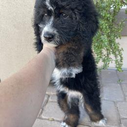 Peanut butter - Tri-color female Bernedoodle puppy in Superior, Arizona from Mountain Bridge Doodles