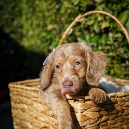 Bo Peep - Fawn (Isabella) female Dachshund puppy in Temecula, California from Naomi Magee's Dachshund Kennel