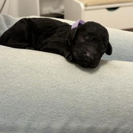 Purple Collar Girl - Black female Poodle puppy in Grandview, Tennessee from FurEver Poodles