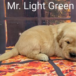 Goldendoodle, Golden Retriever, Labradoodle, and Labrador Retriever Puppies from Robertson's Retrievers and Doodles