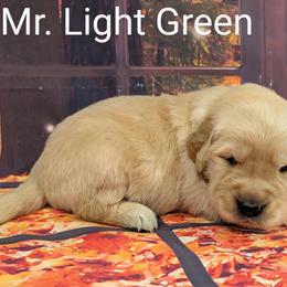 Goldendoodle, Golden Retriever, Labradoodle, and Labrador Retriever Puppies from Robertson's Retrievers and Doodles