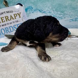 Boy 3 - Phantom male Poodle puppy in Middlebourne, West Virginia from El Silencio Standard Poodles