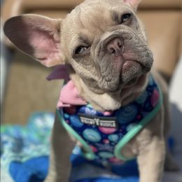 French Bulldogs from Frenchies of Charleston